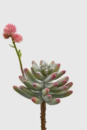 Popolare EDG Enzo De Gasperi Sedum Pick con Fiore H24 cm