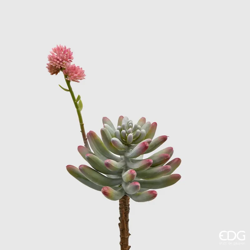 Popolare EDG Enzo De Gasperi Sedum Pick con Fiore H24 cm