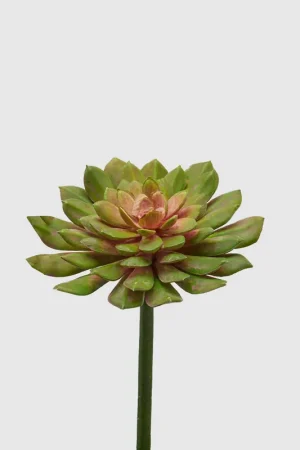 Offerta Limitata EDG Enzo De Gasperi Echeveria Olis H20 cm Verde