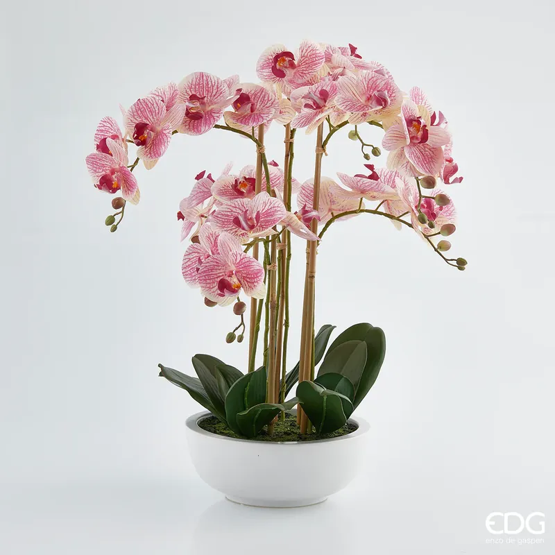 Compra Oggi Stesso EDG Enzo De Gasperi Orchidea Phalaenopsis 6 fiori H64 cm Rosa