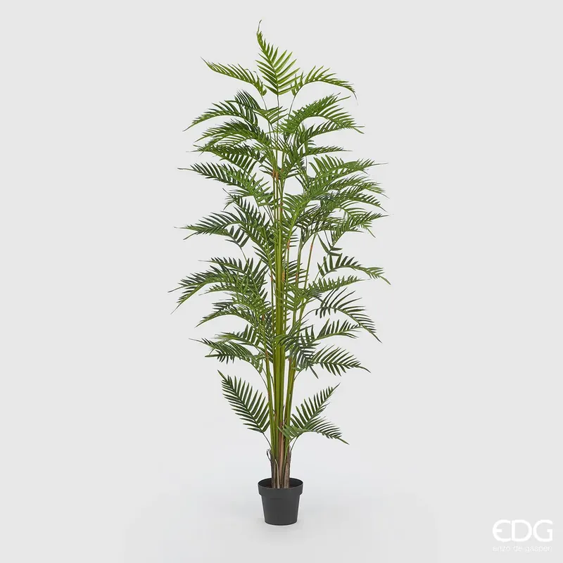 EDG Enzo De Gasperi Pianta Palma Areca con Vaso H200 cm Offerta Speciale