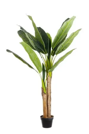 Consegna Rapida Andrea Bizzotto Pianta Artificiale Banano con Vaso 14 Foglie H135 cm