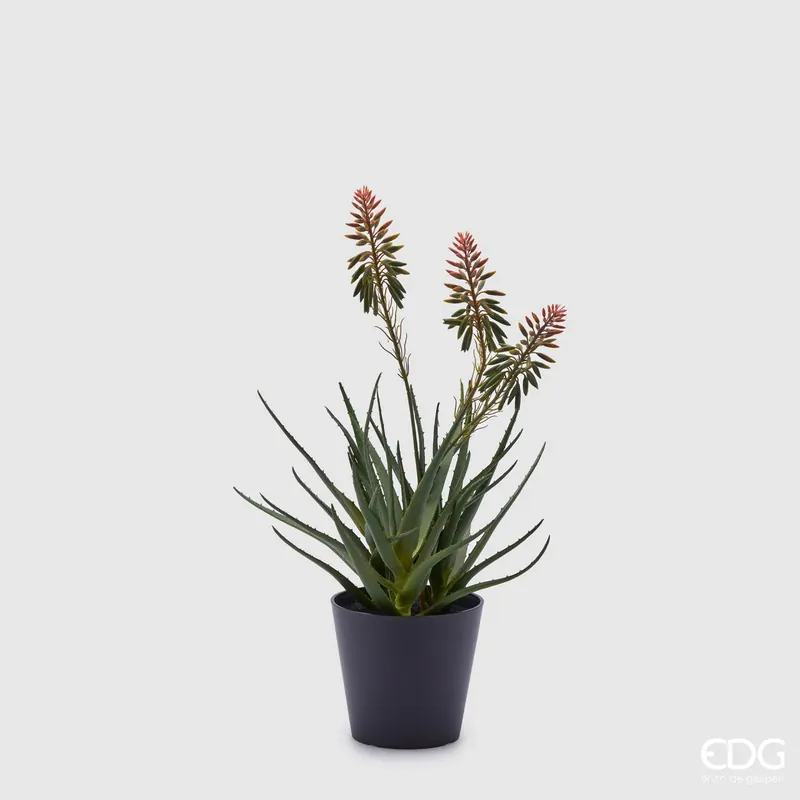 Solo Oggi EDG Enzo De Gasperi pianta Aloe con vaso e fiori H50 cm