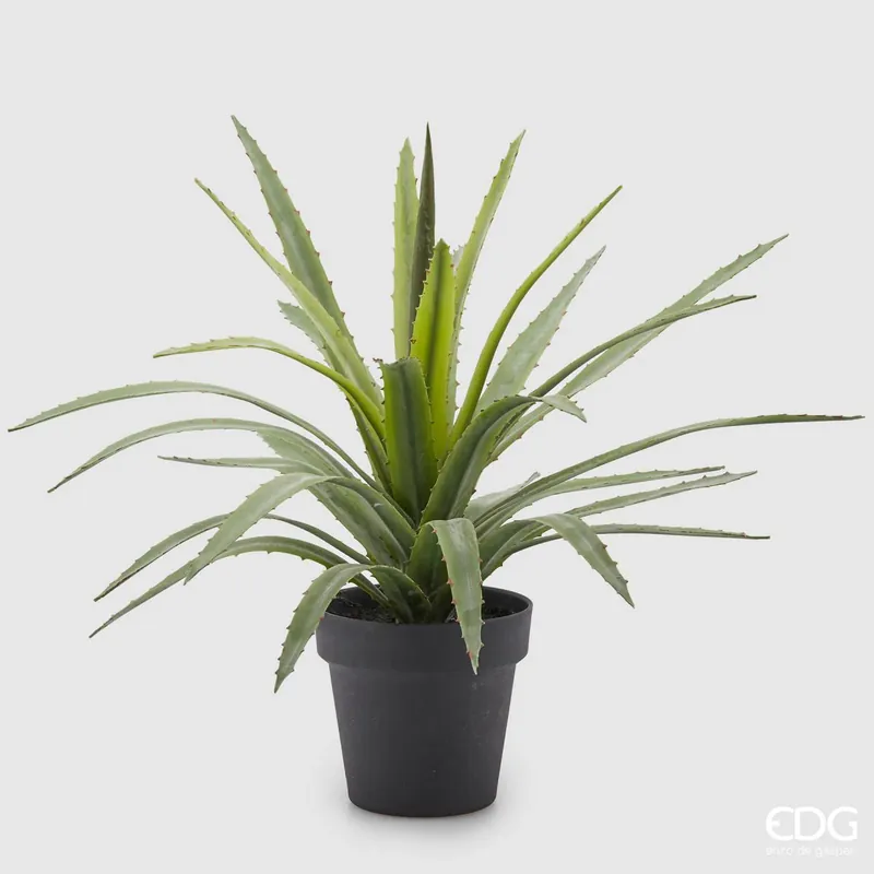 Occasione Imperdibile EDG Enzo De Gasperi pianta con vaso Agave Chic H45 cm