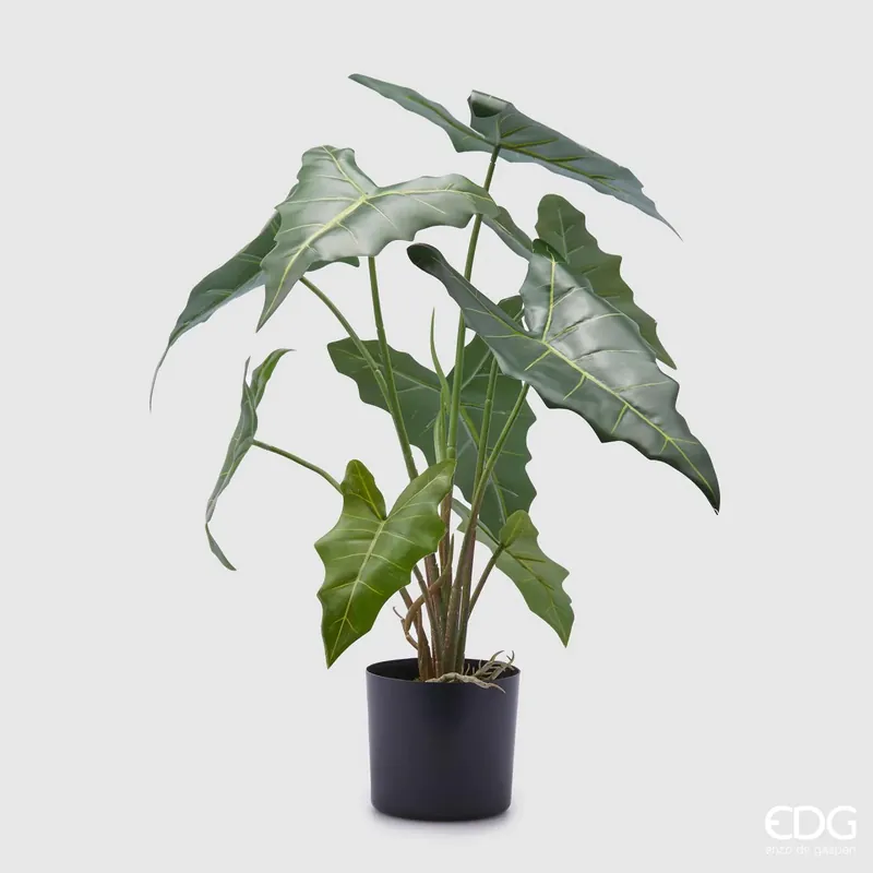 Promozione Esclusiva EDG Enzo De Gasperi Pianta Alocasia Chic con vaso H58 cm