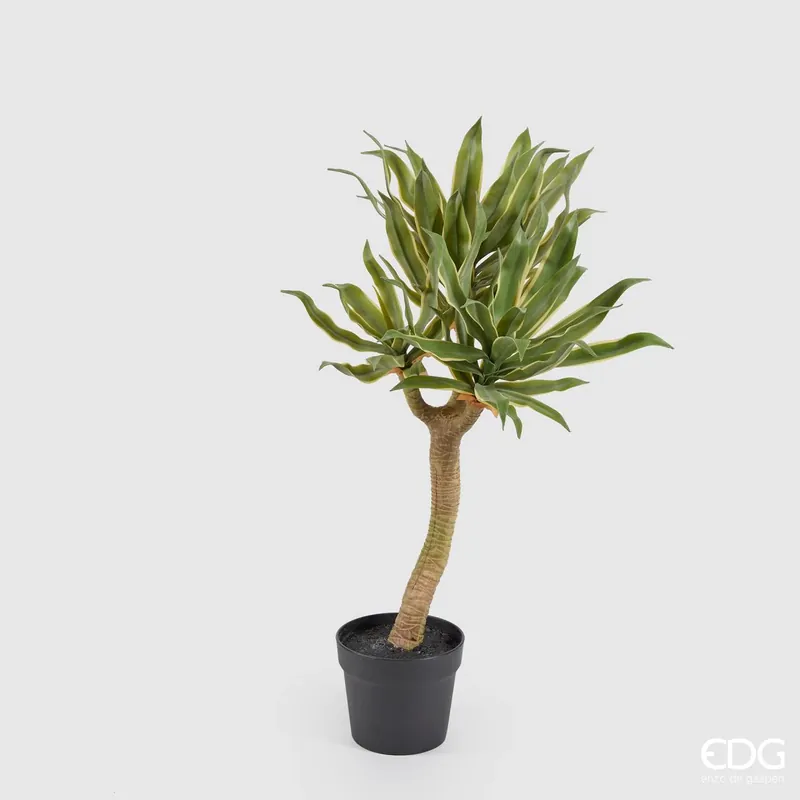 Saldi EDG Enzo De Gasperi Pianta Agave Chic Succulent con vaso H70 cm