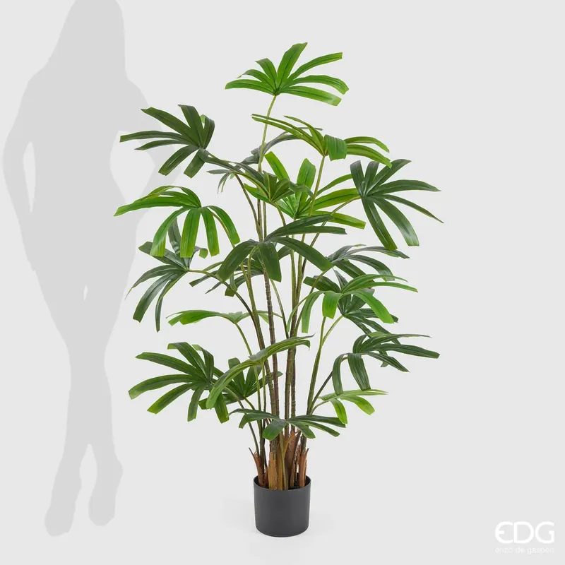Scelto Dai Clienti EDG Enzo De Gasperi Pianta Palma Rapisgracilis con Vaso H145 cm