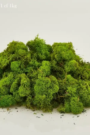 Super Prezzo EDG Enzo De Muschio Lichene Stabilizzato Naturale per allestimenti 1KG Verde Chiaro