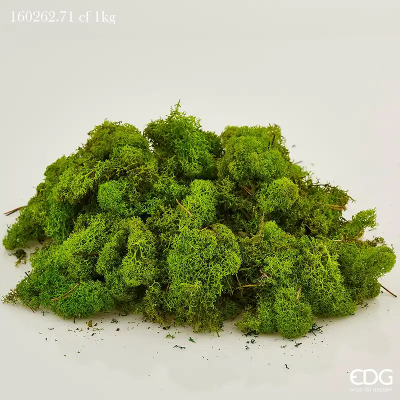 Super Prezzo EDG Enzo De Muschio Lichene Stabilizzato Naturale per allestimenti 1KG Verde Chiaro