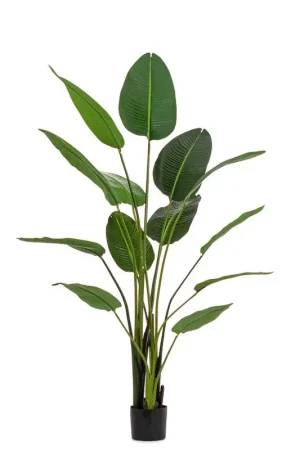 Ultimissimo Modello Andrea Bizzotto Pianta con vaso Strelitzia Chic 13 Foglie H185 cm