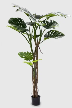 Ultime Pezzi EDG Enzo De Gasperi Pianta Artificiale Monstera Slim con Vaso H180 cm