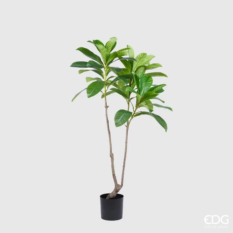 EDG Enzo De Gasperi Pianta Artificiale Elaeocarpus Chic X3 con Vaso H150 cm Offerta Speciale