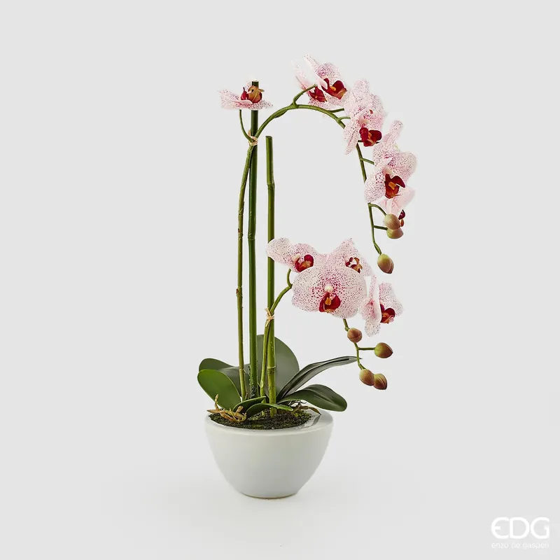 Occasione Imperdibile EDG Enzo De Gasperi Orchidea Phalaenopsis Real con Vaso H50 cm Rosa