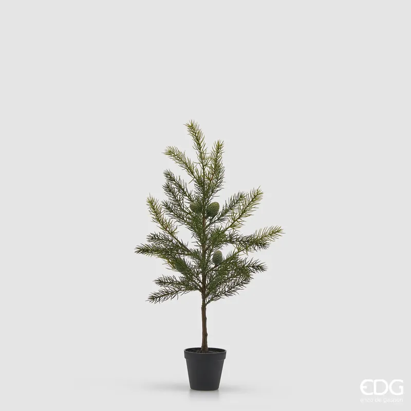 EDG Enzo De Gasperi Pino Con Vaso H66 cm Affare