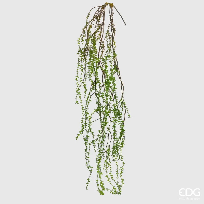 EDG Enzo De Gasperi Ramo Cadente di Pilea H145 cm Esclusivo
