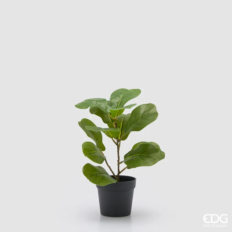 Subito Disponibile EDG Enzo De Gasperi Pianta Ficus Lyrata con Vaso H32 cm