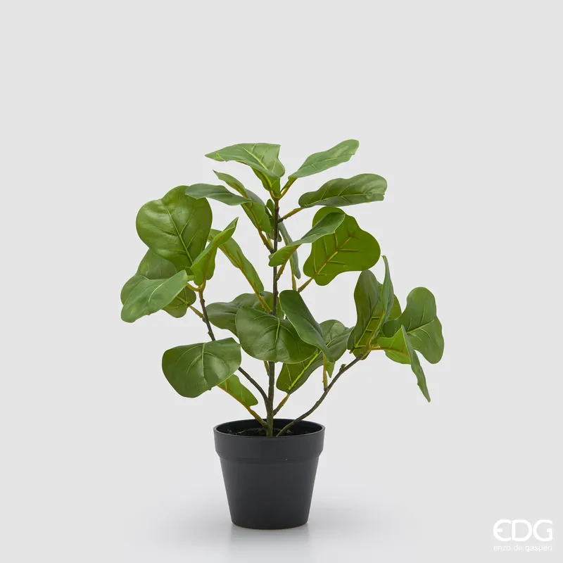 Reso Gratuito EDG Enzo De Gasperi Pianta Ficus Lyrata con Vaso H45 cm