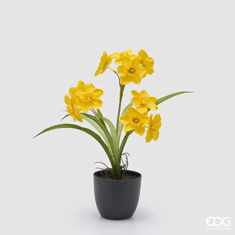 EDG Enzo De Gasperi Pianta Narciso con Vaso H34 cm Giallo Spedito Oggi