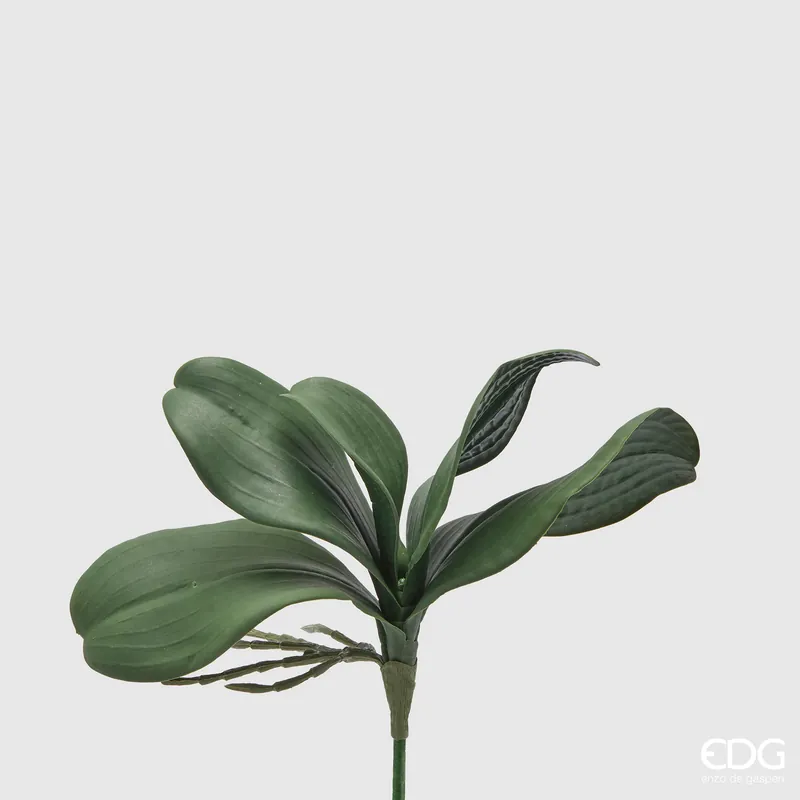 Offerta Speciale EDG Enzo De Gasperi Cespuglietto di Orchidea Phalaenopsis H27 cm