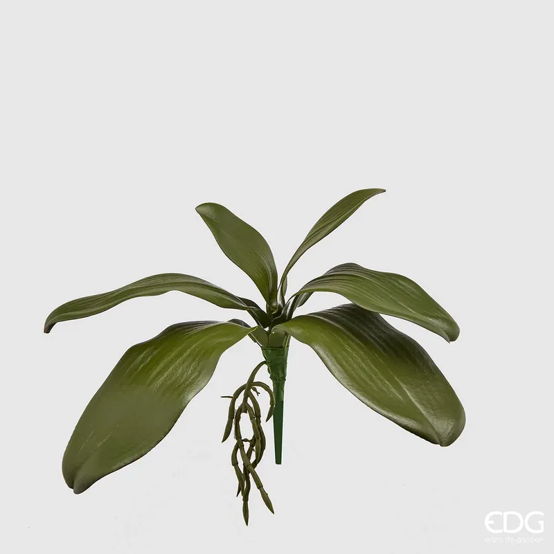 EDG Enzo De Gasperi Foglia Phalaenopsis Olis H27 cm Occasione Imperdibile